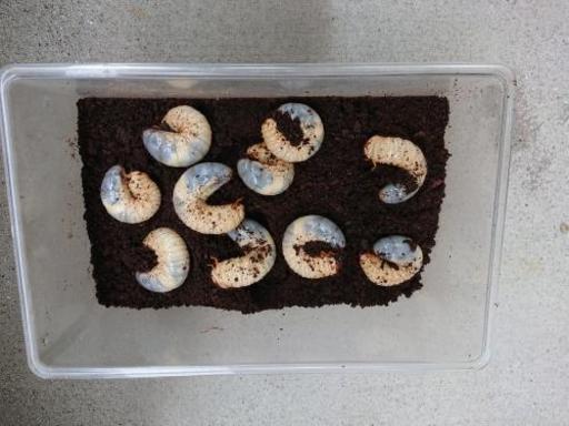 カブトムシ幼虫10匹（ケース付）