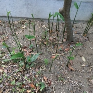 【終了】葉蘭の掘り起こしを手伝ってほしい。