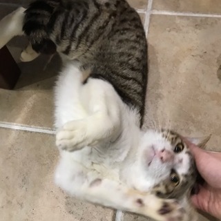 奄美大島のノネコNO45《大島くん》里親募集中 - 猫