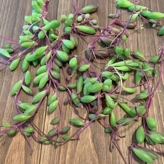 多肉植物 ルビーネックレス 切り苗10本