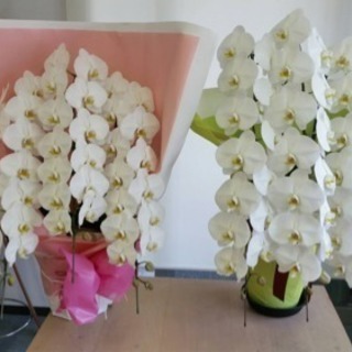 胡蝶蘭