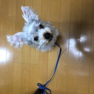 里親さんを探しています。