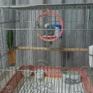 小鳥かご