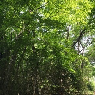 山林