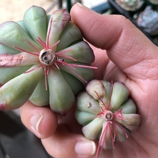 多肉植物 ブルーエルフ カット苗の画像