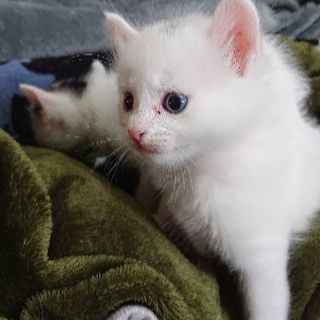 １ヶ月の子猫 男の子２匹