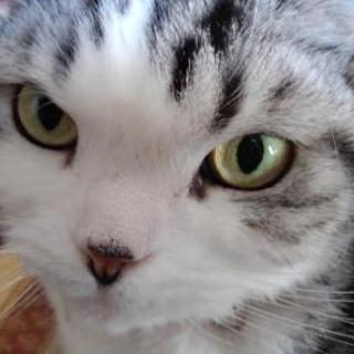 ペットシッター　猫の手　の画像