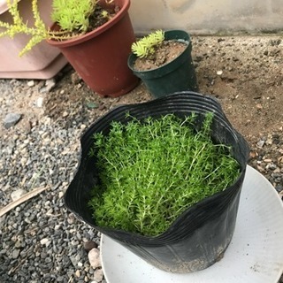 多肉植物 セダム モリムラマンネングサ 雑草対策