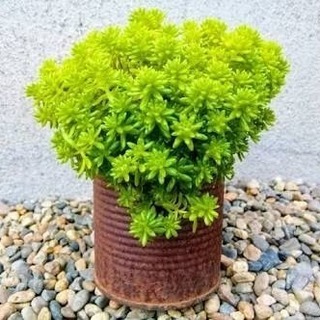 多肉植物 セダム モリムラマンネングサ 雑草対策の画像