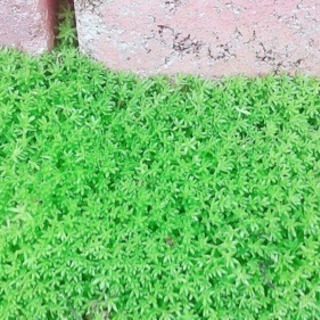 多肉植物 セダム モリムラマンネングサ 雑草対策の画像