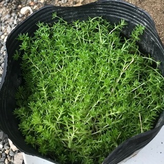 多肉植物 セダム モリムラマンネングサ 雑草対策の画像