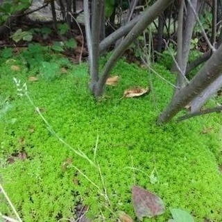 多肉植物 セダム モリムラマンネングサ 雑草対策の画像