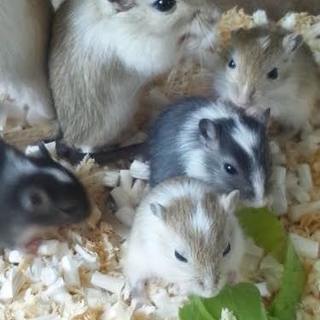 【けんぼの森】カラフルな可愛いカラージャービル  特別価格なんと300円です❗️の画像