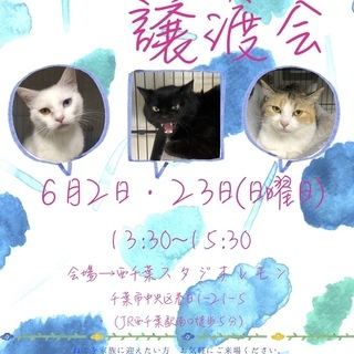 第13回 ねこの譲渡会