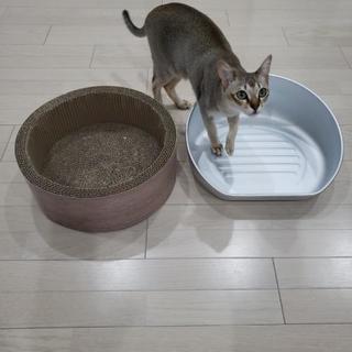 【お取引中です】にゃん鍋と爪とぎベッド？　のセット