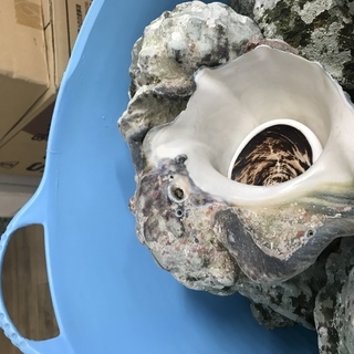 夜光貝の殻売ります！