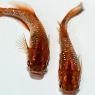 極上　赫ラメ(アキラ)　ヒカリ体型　有精卵10+αの画像