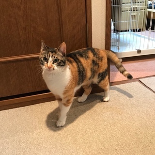 元気いっぱい♪ 三毛猫ちゃん