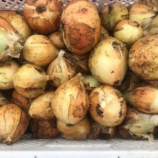自家農園  玉ねぎB級品  20キロ。