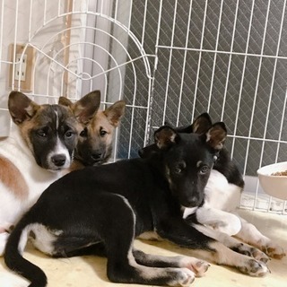 保護犬猫の為の猫ケージ、タオルケット、毛布など