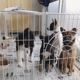 保護犬猫の為の猫ケージ、タオルケット、毛布など - 土浦市