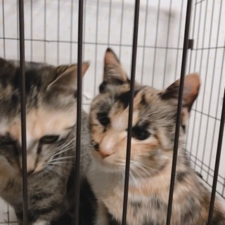 保護犬猫の為の猫ケージ、タオルケット、毛布など - 手伝って/助けて