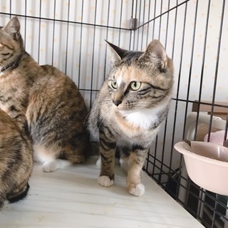 保護犬猫の為の猫ケージ、タオルケット、毛布など − 茨城県