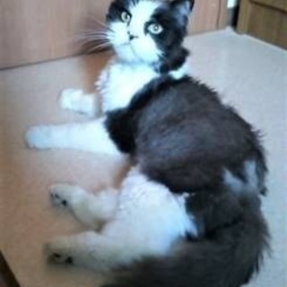 ツンデレ❓甘えたがり老猫  写楽 💖