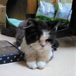 ツンデレ❓甘えたがり老猫  写楽 💖 - 墨田区