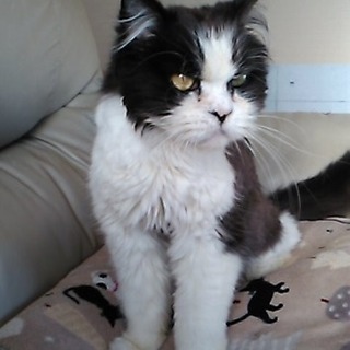 ツンデレ❓甘えたがり老猫  写楽 💖 - 猫