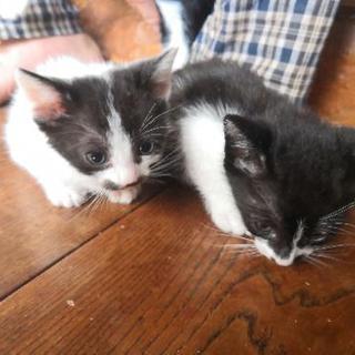 【商談中】生後一ヶ月、猫ちゃん4匹の里親探してます。