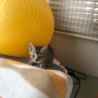 4／1生まれの5つ仔です
