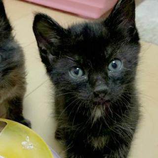 膝乗り甘えん坊！１ヶ月半黒猫くん