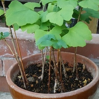 イチョウ苗木　1本