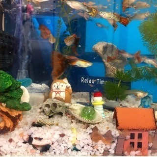 グッピー　あと少しの画像