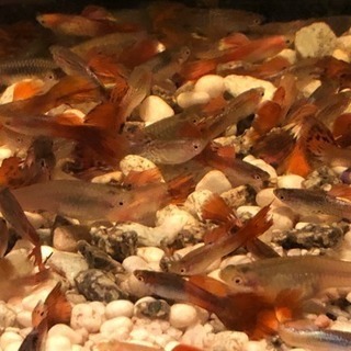 グッピー　あと少しの画像