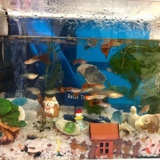 グッピー　あと少しの画像