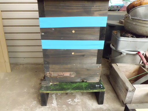 日本ミツバチ分蜂群