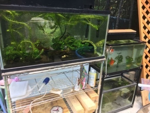 90水槽セット   60水槽セット 最終値下げ