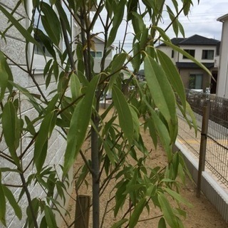 シラカシ 約2.0m〜2.2m生垣用 苗木 植木 苗 庭木 生け垣の画像
