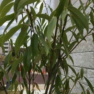 シラカシ 約2.0m〜2.2m生垣用 苗木 植木 苗 庭木 生け垣の画像