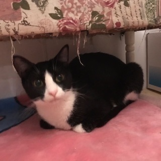 美猫パピちゃん