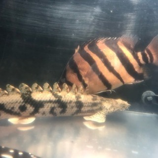熱帯魚 ダトニオプラスワン ポリプ