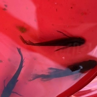 メダカ有精卵 の画像