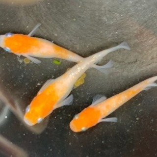 メダカ有精卵 の画像