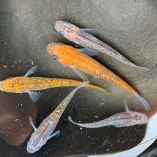 メダカ有精卵 の画像