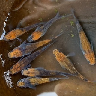 メダカ有精卵 の画像