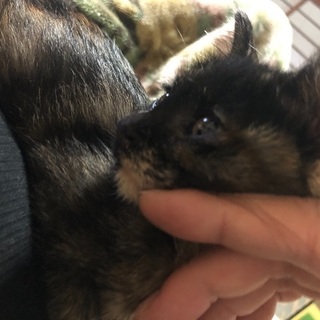 美人で賢いサビ猫です。 - 里親募集