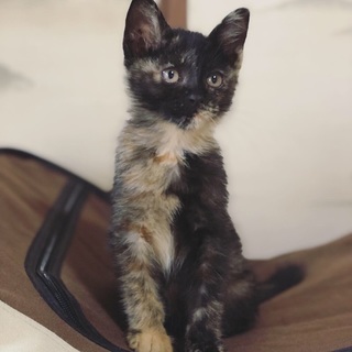 美人で賢いサビ猫です。 - 猫