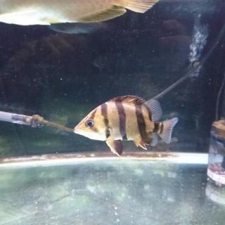 フォーバータイガー ダトニオ